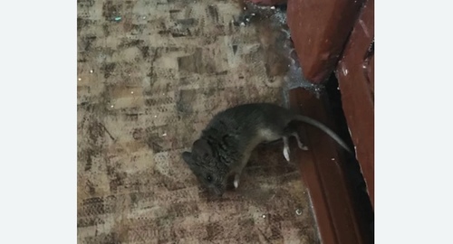 Дезинфекция от мышей в Отрадном